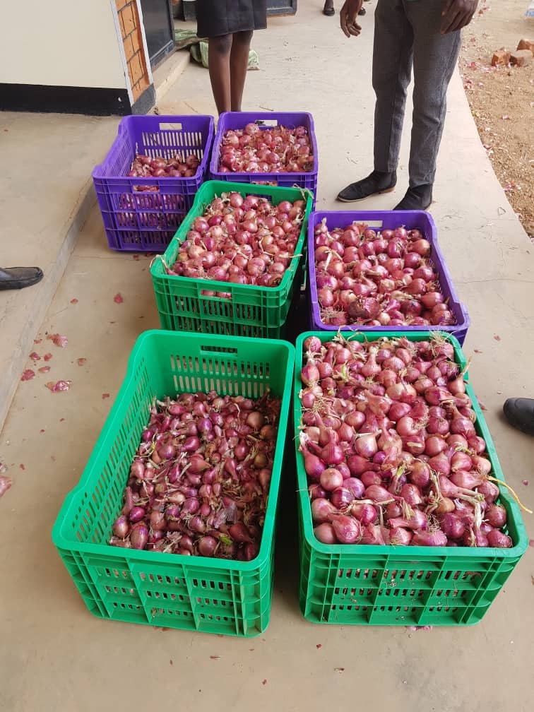 Students at Adilang VTI showing their onion harvest before going to the market